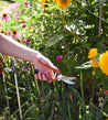 Pallarès Homeware Pallarès Pruning Shears | Vintage Scissors Curve| 19 cm Carbon Steel  | Dalston clothing